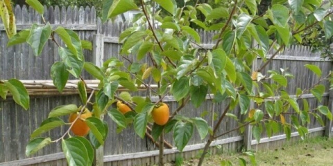 Kako posaditi hurmašice u jesen na otvorenom tlu